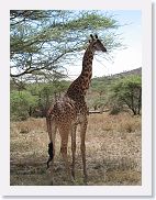 14SerengetiDayGameDrive - 050 * Masai Giraffe.